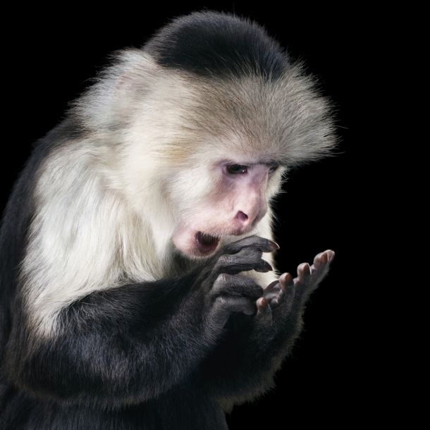 More Than Human by TIM FLACH 