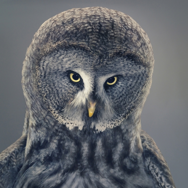 More Than Human by TIM FLACH 