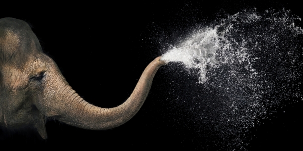 More Than Human by TIM FLACH 