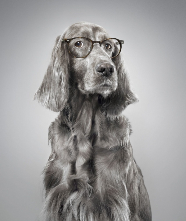 Tim Flach for Grand Optical