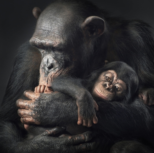 More Than Human by TIM FLACH 